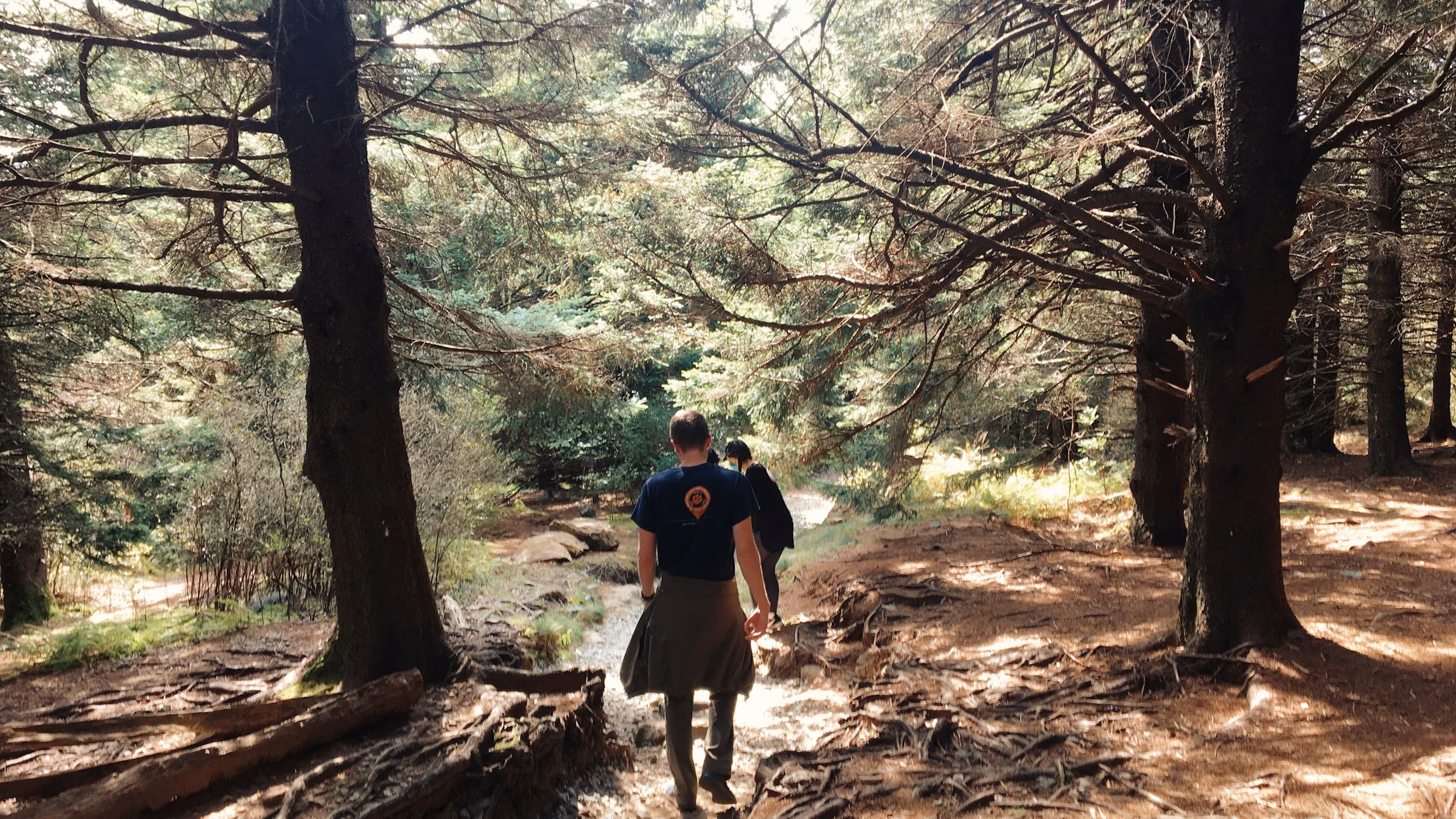 Black Balsam Knob trail — western NC